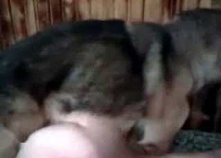 German shepherd drilling her