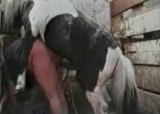 Horse railing a chick